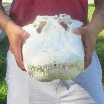 18" Alligator Skull 