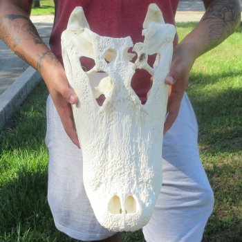 18" Alligator Skull 