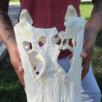 18" Alligator Skull 