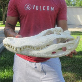18" Alligator Skull 