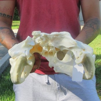 18" Alligator Skull 