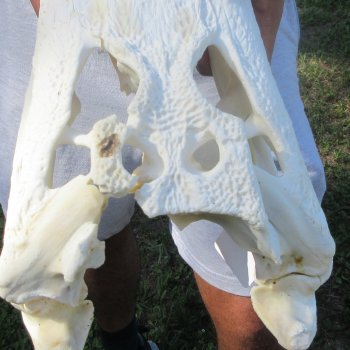 18" Alligator Skull 