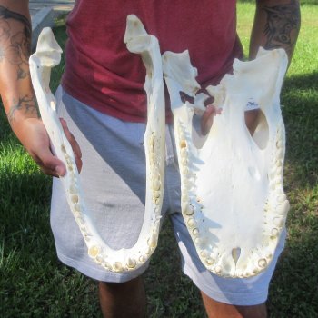 18" Alligator Skull 