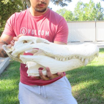 22" Alligator Skull 