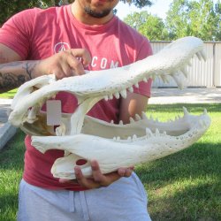 22" Alligator ...