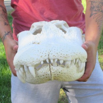 22" Alligator Skull 