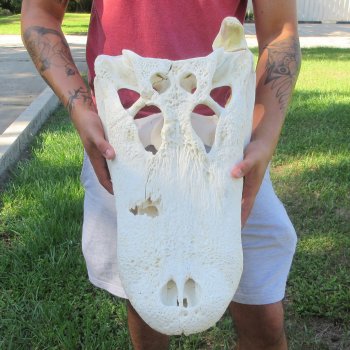 22" Alligator Skull 