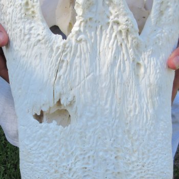 22" Alligator Skull 