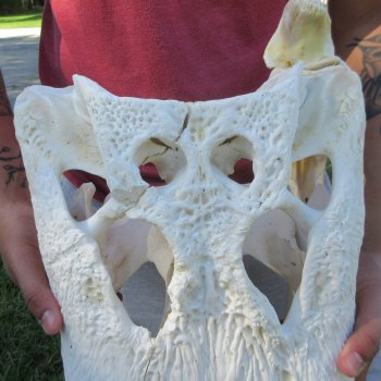 22" Alligator Skull 