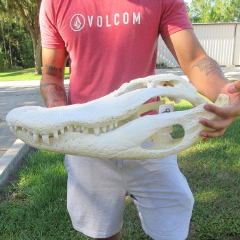 22" Alligator Skull 