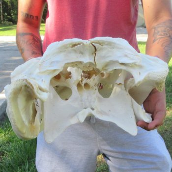 22" Alligator Skull 