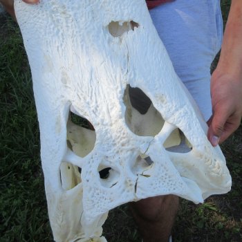 22" Alligator Skull 