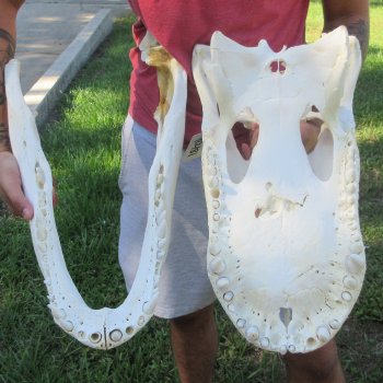 22" Alligator Skull 