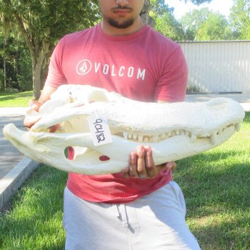24-1/2" Alligator Skull (Signature Required)