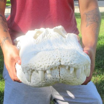 24-1/2" Alligator Skull (Signature Required)