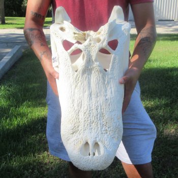 24-1/2" Alligator Skull (Signature Required)