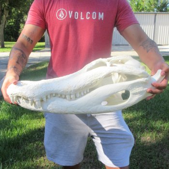 24-1/2" Alligator Skull (Signature Required)