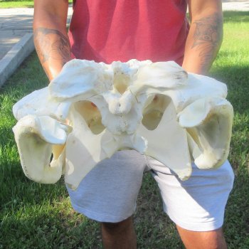 24-1/2" Alligator Skull (Signature Required)