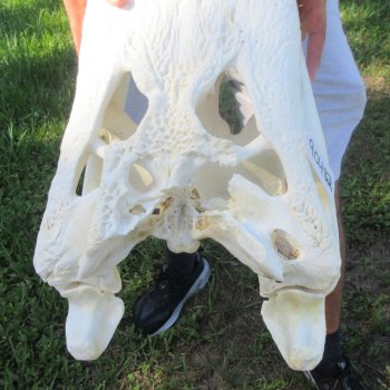 24-1/2" Alligator Skull (Signature Required)