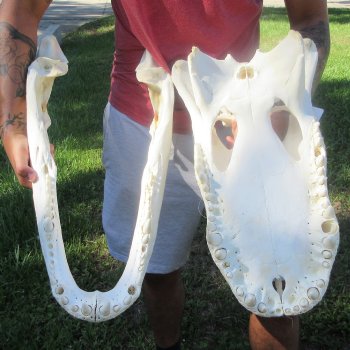 24-1/2" Alligator Skull (Signature Required)