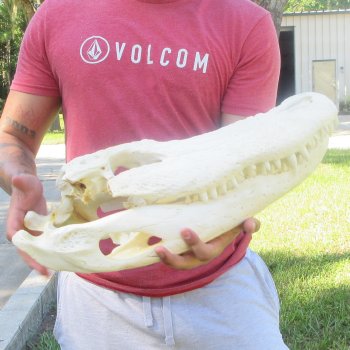 20" Alligator Skull 