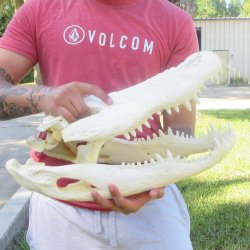20" Alligator ...