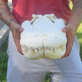 20" Alligator Skull 