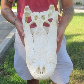 20" Alligator Skull 