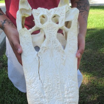 20" Alligator Skull 