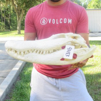 20" Alligator Skull 