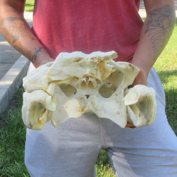 20" Alligator Skull 