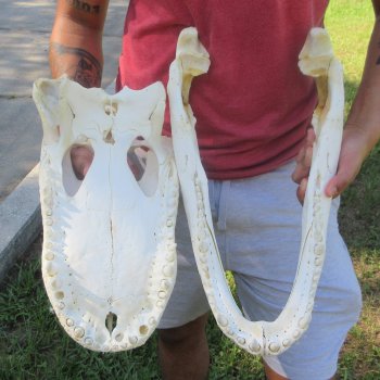 20" Alligator Skull 