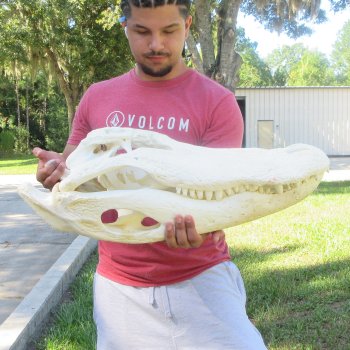 26-1/2" Alligator Skull (Adult Signature Required)