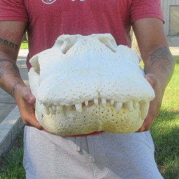 26-1/2" Alligator Skull (Adult Signature Required)