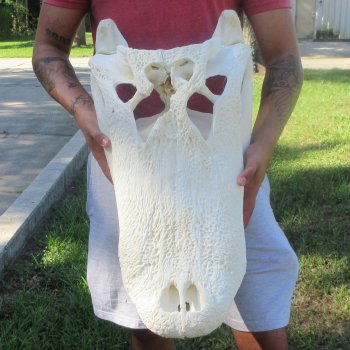 26-1/2" Alligator Skull (Adult Signature Required)