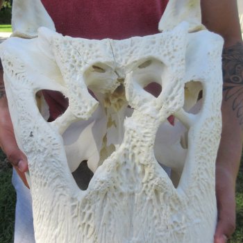 26-1/2" Alligator Skull (Adult Signature Required)