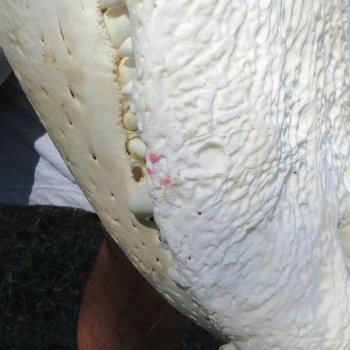 26-1/2" Alligator Skull (Adult Signature Required)
