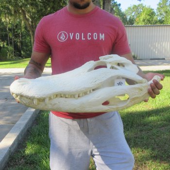 26-1/2" Alligator Skull (Adult Signature Required)