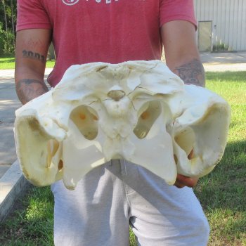 26-1/2" Alligator Skull (Adult Signature Required)