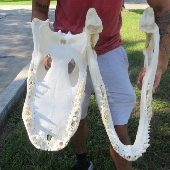 26-1/2" Alligator Skull (Adult Signature Required)