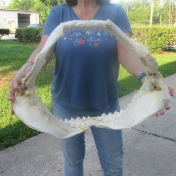 For Sale Tiger Shark Jaw 25 inches wide $975 (Adult Signature Required)