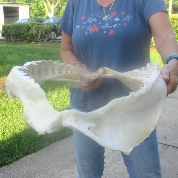 For Sale Tiger Shark Jaw 25 inches wide $975 (Adult Signature Required)