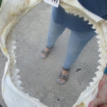 For Sale Tiger Shark Jaw 25 inches wide $975 (Adult Signature Required)