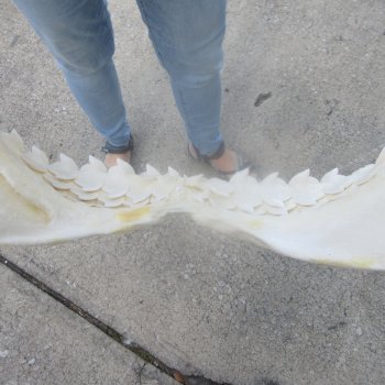 For Sale Tiger Shark Jaw 25 inches wide $975 (Adult Signature Required)