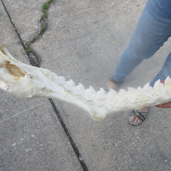 For Sale Tiger Shark Jaw 25 inches wide $975 (Adult Signature Required)