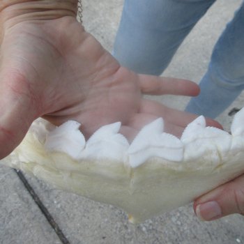 For Sale Tiger Shark Jaw 25 inches wide $975 (Adult Signature Required)
