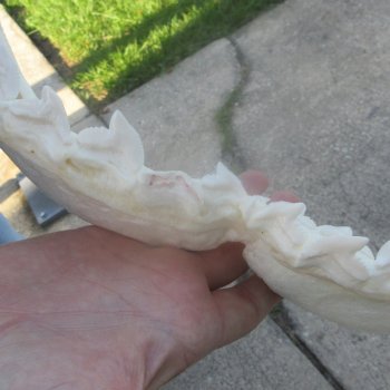 For Sale Tiger Shark Jaw 25 inches wide $975 (Adult Signature Required)