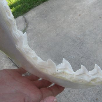 For Sale Tiger Shark Jaw 25 inches wide $975 (Adult Signature Required)