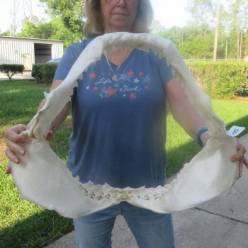 For Sale Tiger Shark Jaw 22 inches wide $625 (Adult Signature Required)