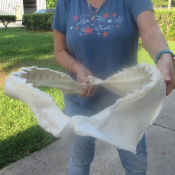 For Sale Tiger Shark Jaw 22 inches wide $625 (Adult Signature Required)